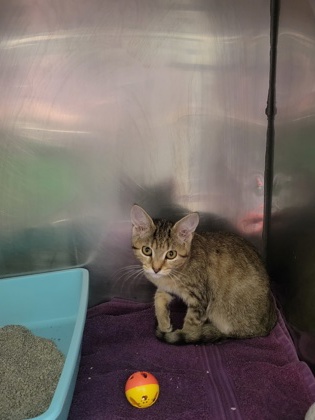 Shelter Stray Unknown Cat last seen 106th/Lantern Rd, Fishers City, IN, 10501 Hague Rd, Fishers, IN 46038, USA