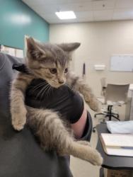Shelter Stray Male Cat last seen Robson St - Indy, Out of County - Marion, IN, 10501 Hague Rd, Fishers, IN 46038, USA