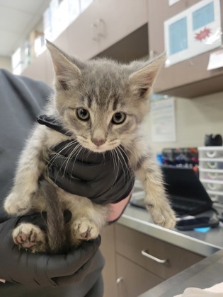 Shelter Stray Male Cat last seen Robson St - Indy, Out of County - Marion, IN, 10501 Hague Rd, Fishers, IN 46038, USA