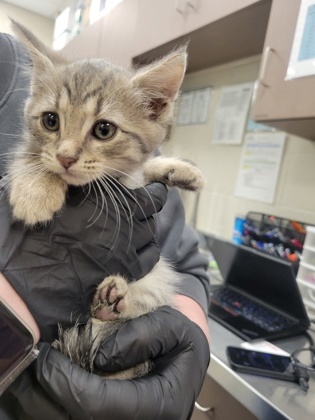 Shelter Stray Female Cat last seen Robson St - Indy, Out of County - Marion, IN, 10501 Hague Rd, Fishers, IN 46038, USA