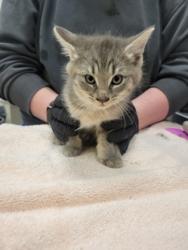 Shelter Stray Female Cat last seen Robson St - Indy, Out of County - Marion, IN, 10501 Hague Rd, Fishers, IN 46038, USA