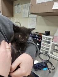 Shelter Stray Male Cat last seen Robson St - Indy, Out of County - Marion, IN, 10501 Hague Rd, Fishers, IN 46038, USA