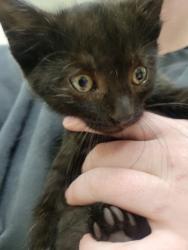 Shelter Stray Male Cat last seen Robson St - Indy, Out of County - Marion, IN, 10501 Hague Rd, Fishers, IN 46038, USA