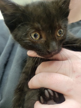 Shelter Stray Male Cat last seen Robson St - Indy, Out of County - Marion, IN, 10501 Hague Rd, Fishers, IN 46038, USA