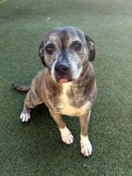 Shelter Stray Female Dog last seen Near Morgan Falls Rd, Sandy Springs, GA, 1251 Fulton Industrial Blvd NW, Atlanta, GA 30336, USA