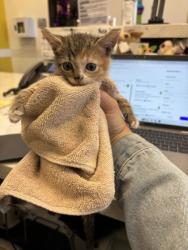 Shelter Stray Female Cat last seen Near County Lane Road Sw, Atlanta, GA, 1251 Fulton Industrial Blvd NW, Atlanta, GA 30336, USA
