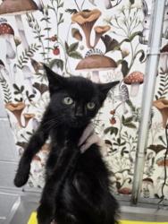 Shelter Stray Female Cat last seen Curtain 9 Sherwood, 21218, MD, 2490 Giles Rd, Baltimore, MD 21225, USA