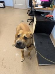 Shelter Stray Male Dog last seen Near Rockbridge Rd, Stone Mountain, GA 30088, 30088, GA, 3280 Chamblee Dunwoody Rd, Chamblee, GA 30341, USA