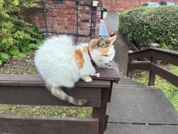 Found/Stray Unknown Cat last seen Near the old County Hotel in the Beech Court car park and gardens., West Midlands, England WS1 2NQ