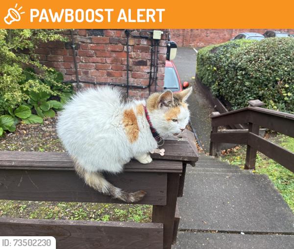 Found/Stray Unknown Cat last seen Near the old County Hotel in the Beech Court car park and gardens., West Midlands, England WS1 2NQ