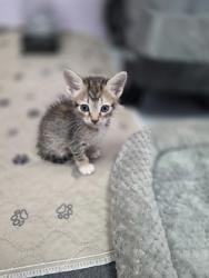 Shelter Stray Female Cat last seen Near S Coppell TX Near Unit #61, Coppell, TX, 821 S Coppell Rd, Coppell, TX 75019, USA