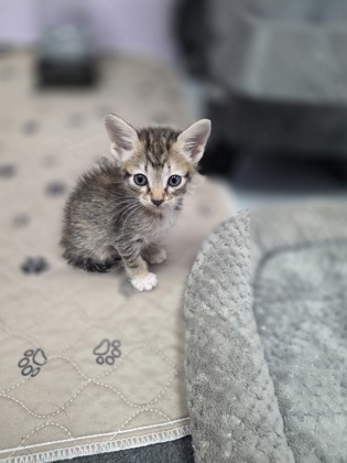 Shelter Stray Female Cat last seen Near S Coppell TX Near Unit #61, Coppell, TX, 821 S Coppell Rd, Coppell, TX 75019, USA