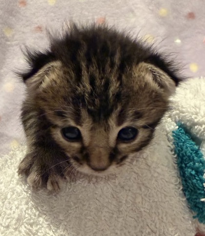 Shelter Stray Female Cat last seen Beal Ln, Coppell, TX, 821 S Coppell Rd, Coppell, TX 75019, USA