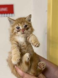 Shelter Stray Male Cat last seen Bartlett Parking Lot, Bartlett, TN, 935 Farm Rd, Memphis, TN 38134, USA