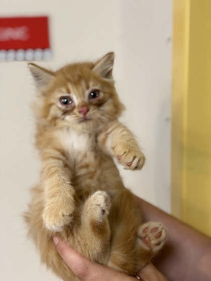 Shelter Stray Male Cat last seen Bartlett Parking Lot, Bartlett, TN, 935 Farm Rd, Memphis, TN 38134, USA