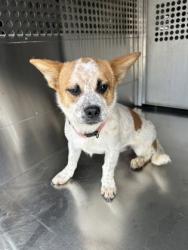 Shelter Stray Female Dog last seen Near Reed St, Central District, TX, 355 Hillshire Dr, Haslet, TX 76052, USA