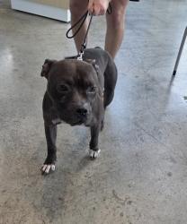 Shelter Stray Male Dog last seen Near Meadowbrook Blvd, East District, TX, 355 Hillshire Dr, Haslet, TX 76052, USA