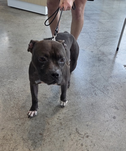 Shelter Stray Male Dog last seen Near Meadowbrook Blvd, East District, TX, 355 Hillshire Dr, Haslet, TX 76052, USA