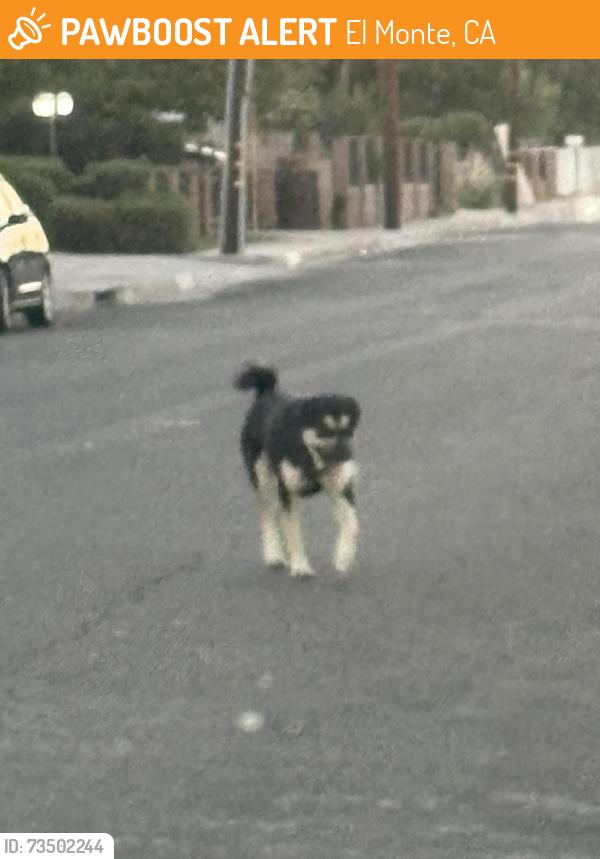 Found/Stray Male Dog last seen Durfee, El Monte, CA 91731