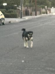 Found/Stray Male Dog last seen Durfee, El Monte, CA 91731