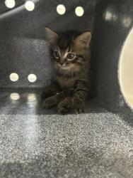 Shelter Stray Unknown Cat last seen Near GRANITE PATH, North District, TX, 355 Hillshire Dr, Haslet, TX 76052, USA