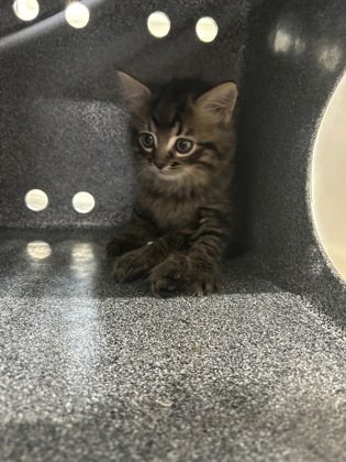 Shelter Stray Unknown Cat last seen Near GRANITE PATH, North District, TX, 355 Hillshire Dr, Haslet, TX 76052, USA