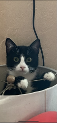 Reunited Female Cat last seen Laurel and Tulane st, Salinas, CA 93906