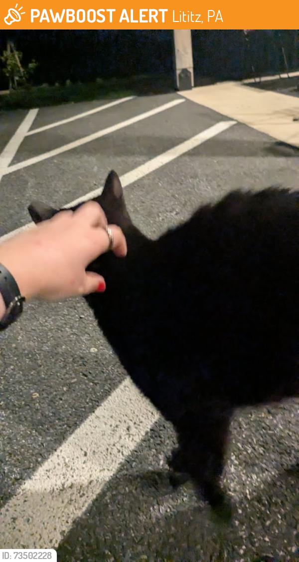 Found/Stray Unknown Cat last seen Wood Corner Rd, Lititz, PA 17543