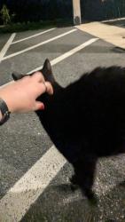 Found/Stray Unknown Cat last seen Wood Corner Rd, Lititz, PA 17543