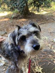 Reunited Male Dog last seen Clairmont Ave, Macon, GA 31204