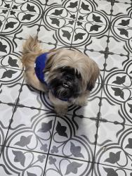 Lost Male Dog last seen Near 104th Lane N Largo fl 33773, Largo, FL 33773