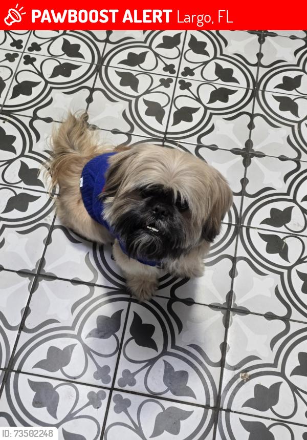 Lost Male Dog last seen Near 104th Lane N Largo fl 33773, Largo, FL 33773