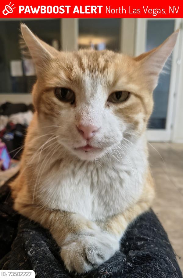 Lost Male Cat last seen Checkmark ave , Northstar ests, North Las Vegas, NV 89032