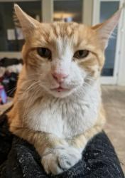Lost Male Cat last seen Checkmark ave , Northstar ests, North Las Vegas, NV 89032