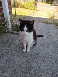 Lost Male Cat last seen Longney Road, Tuffley, Gloucester, Tuffley, England 