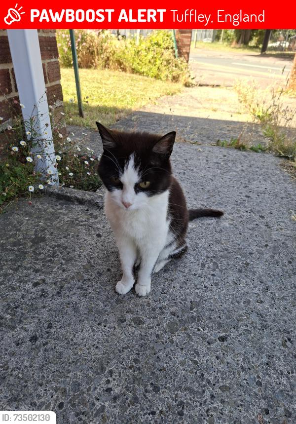 Lost Male Cat last seen Longney Road, Tuffley, Gloucester, Tuffley, England 