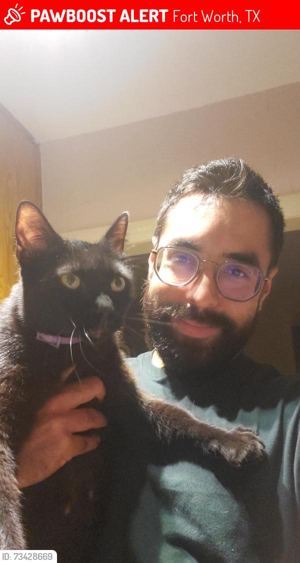 Lost Male Cat last seen Nichols st. And 28th, Fort Worth, TX 76106
