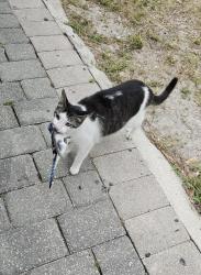 Lost Male Cat last seen Bounty Rd at San Carlos, Fort Myers, FL 33967