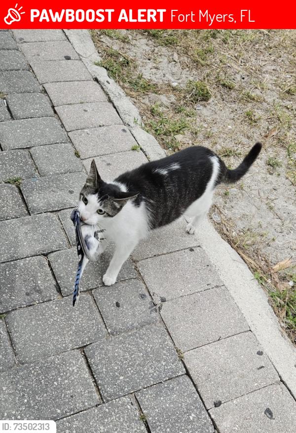 Lost Male Cat last seen Bounty Rd at San Carlos, Fort Myers, FL 33967