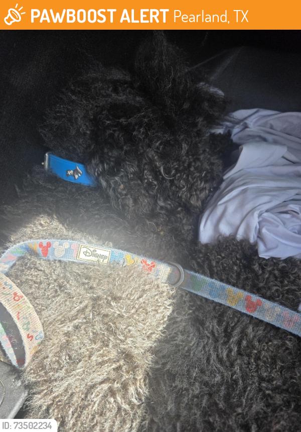 Found/Stray Female Dog last seen Cullen and Mchard Rd, Pearland, TX 77581