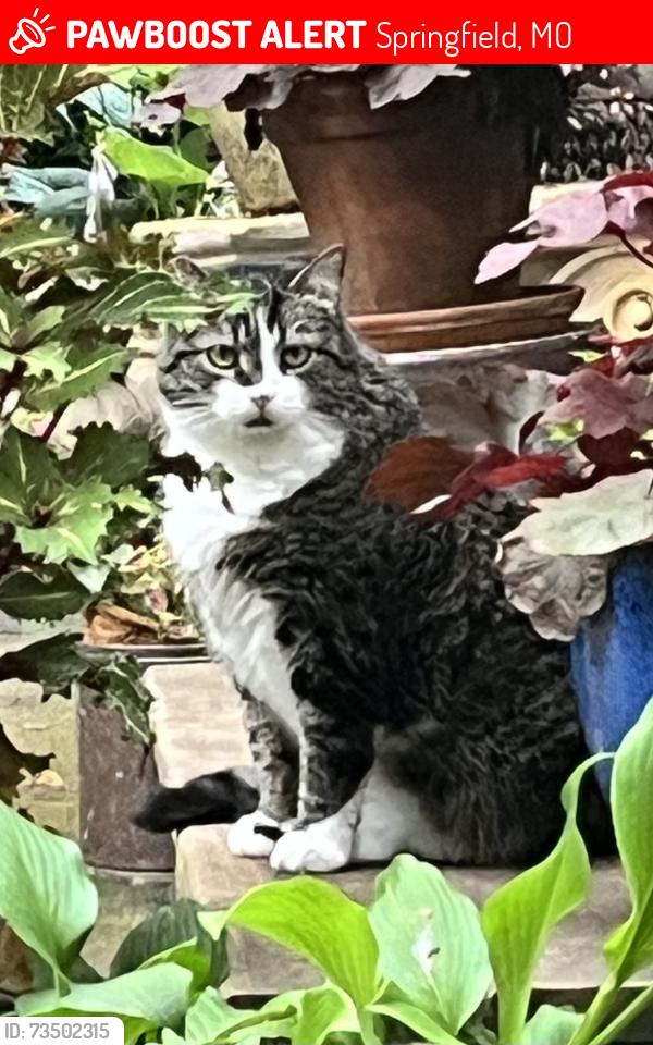 Lost Female Cat last seen Block north of Jarrett middle school at Portland and S. Missouri Ave., Springfield, MO 65807