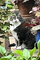 Lost Female Cat last seen Block north of Jarrett middle school at Portland and S. Missouri Ave., Springfield, MO 65807