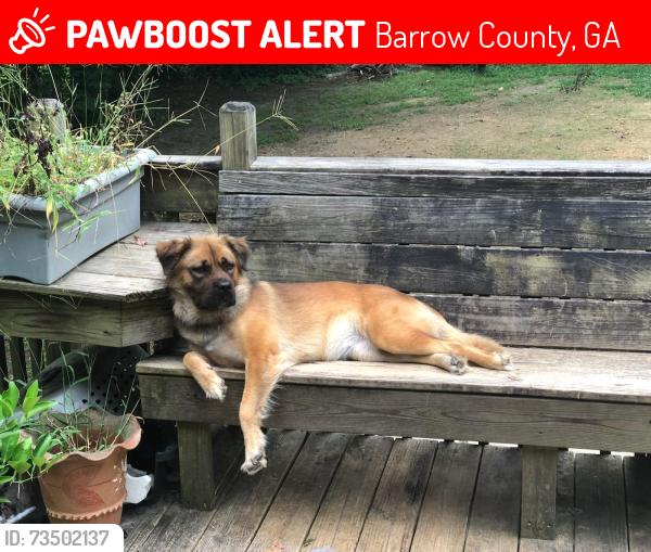 Lost Female Dog last seen Barrow County and Gwinnett line, Barrow County, GA 30680