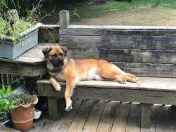 Lost Female Dog last seen Barrow County and Gwinnett line, Barrow County, GA 30680