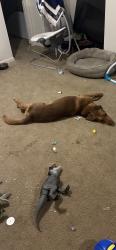 Lost Male Dog last seen Johnson street dead end, Fayetteville, NC 28303