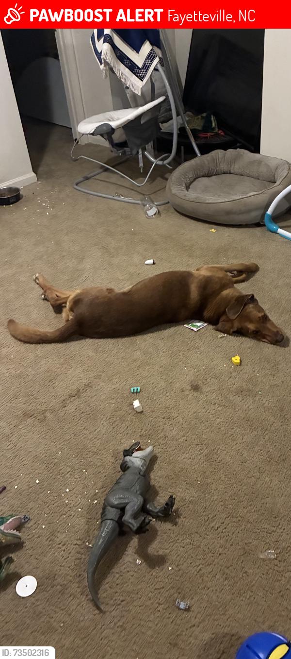 Lost Male Dog last seen Johnson street dead end, Fayetteville, NC 28303