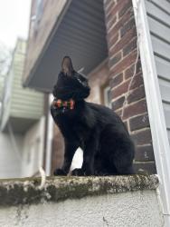Reunited Male Cat last seen 24th & Morris Street, South Philly, Philadelphia, PA 19145