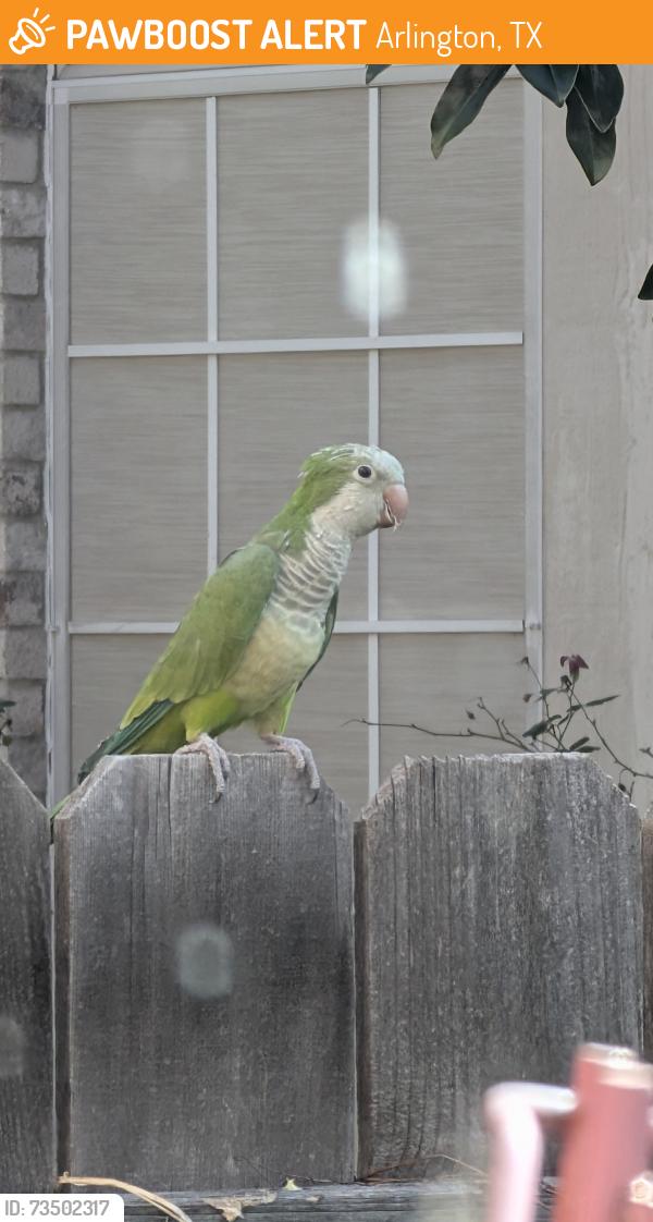 Found/Stray Unknown Bird last seen Hontley & Modesto Dr in Arlington, TX, Arlington, TX 76001