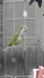 Found/Stray Unknown Bird last seen Hontley & Modesto Dr in Arlington, TX, Arlington, TX 76001