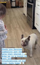 Found/Stray Male Dog last seen Laurel Canyon Pacoima, Los Angeles, CA 91331